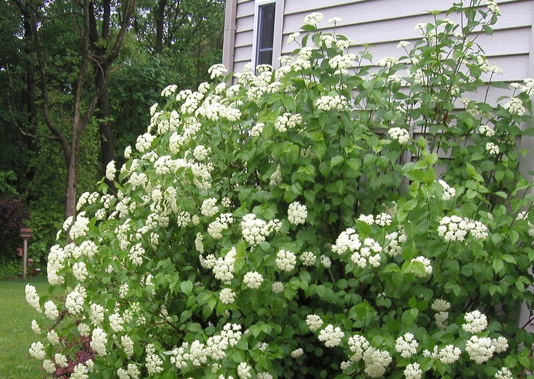 Viburnum Dentatum 'blue Muffin' - View 21 from www redcrocus com