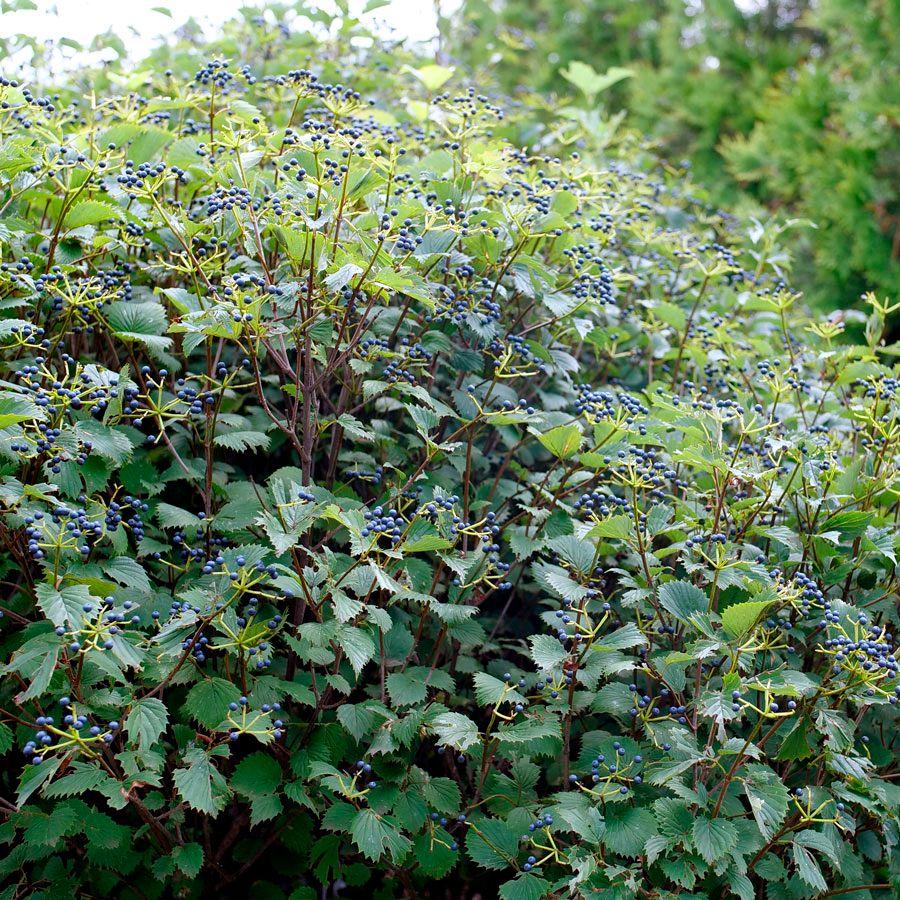 Viburnum Dentatum 'blue Muffin' - View 22 from www redcrocus com