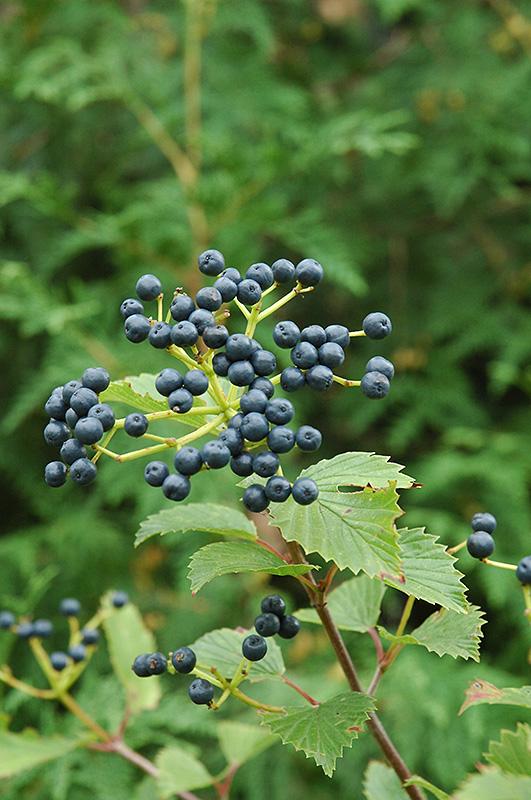 Viburnum Dentatum 'blue Muffin' - View 24 from www redcrocus com