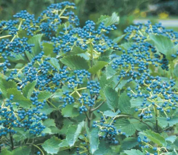 Viburnum Dentatum 'blue Muffin' - View 26 from www redcrocus com