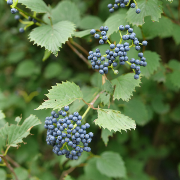 Viburnum Dentatum 'blue Muffin' - View 27 from www redcrocus com