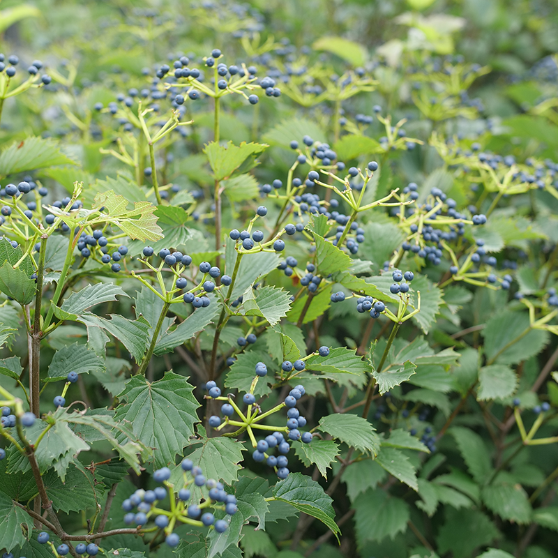 Viburnum Dentatum 'blue Muffin' - View 28 from www redcrocus com