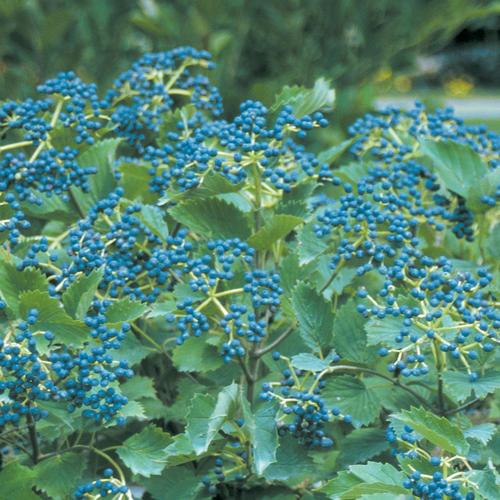 Viburnum Dentatum 'blue Muffin' - View 2 from www redcrocus com