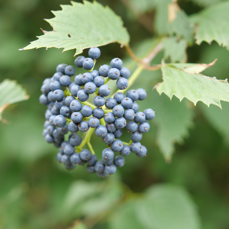 Viburnum Dentatum 'blue Muffin' - View 30 from www redcrocus com