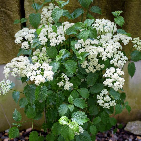 Viburnum Dentatum 'blue Muffin' - View 31 from www redcrocus com