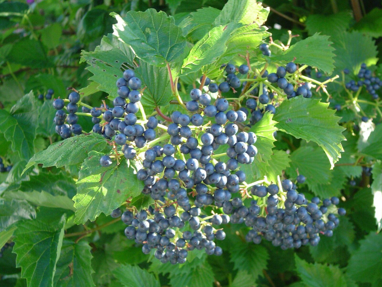 Viburnum Dentatum 'blue Muffin' - View 33 from www redcrocus com