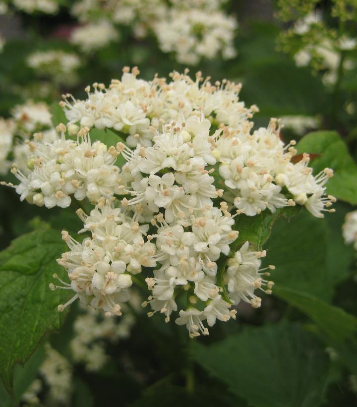 Viburnum Dentatum 'blue Muffin' - View 35 from www redcrocus com