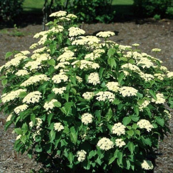 Viburnum Dentatum 'blue Muffin' - View 36 from www redcrocus com