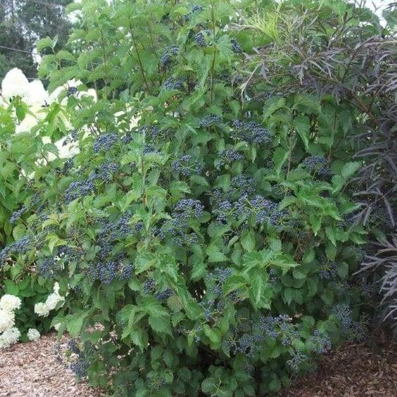 Viburnum Dentatum 'blue Muffin' - View 39 from www redcrocus com