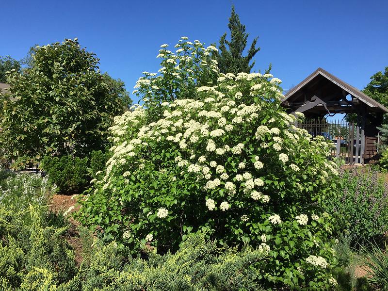 Viburnum Dentatum 'blue Muffin' - View 40 from www redcrocus com