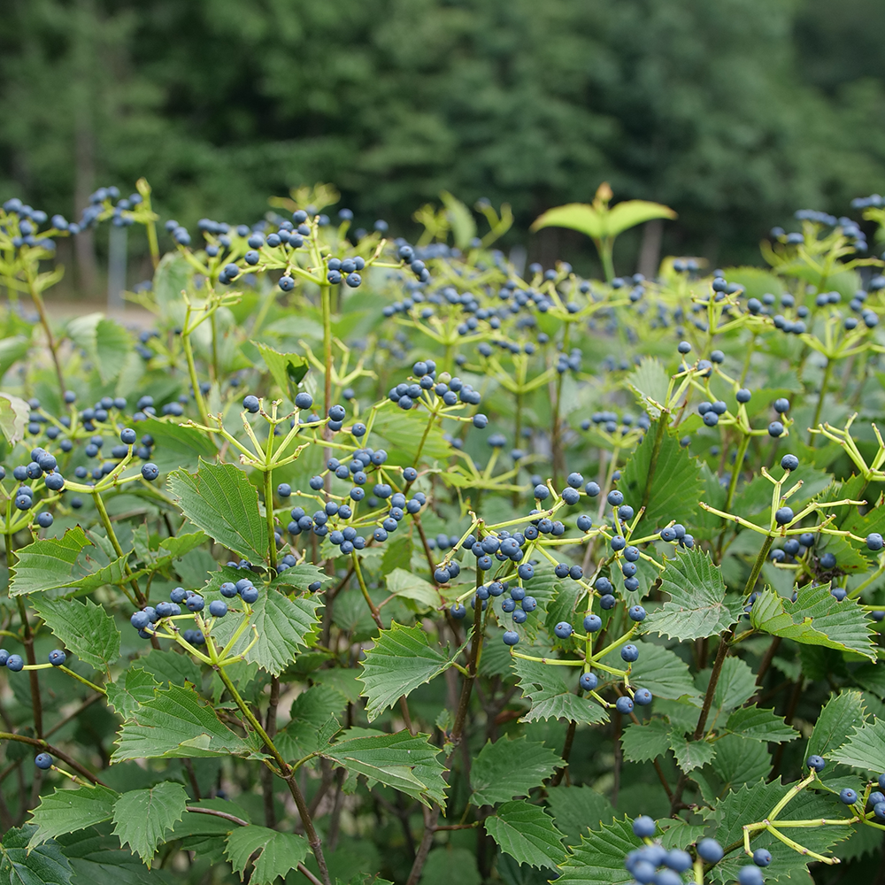 Viburnum Dentatum 'blue Muffin' - View 4 from www redcrocus com