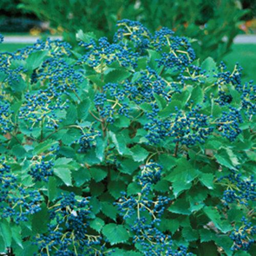 Viburnum Dentatum 'blue Muffin' - View 5 from www redcrocus com