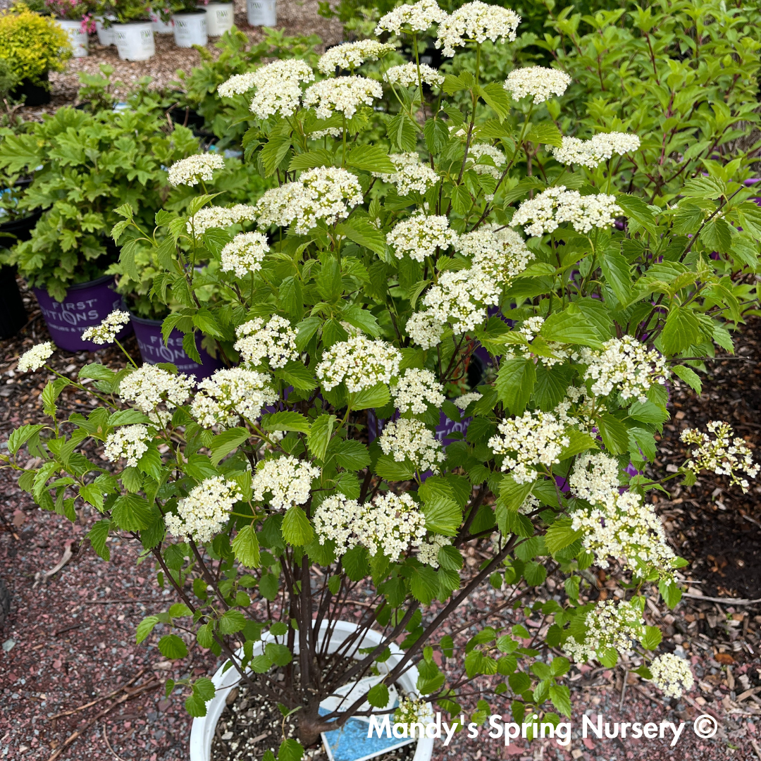 Viburnum Dentatum 'blue Muffin' - View 6 from www redcrocus com