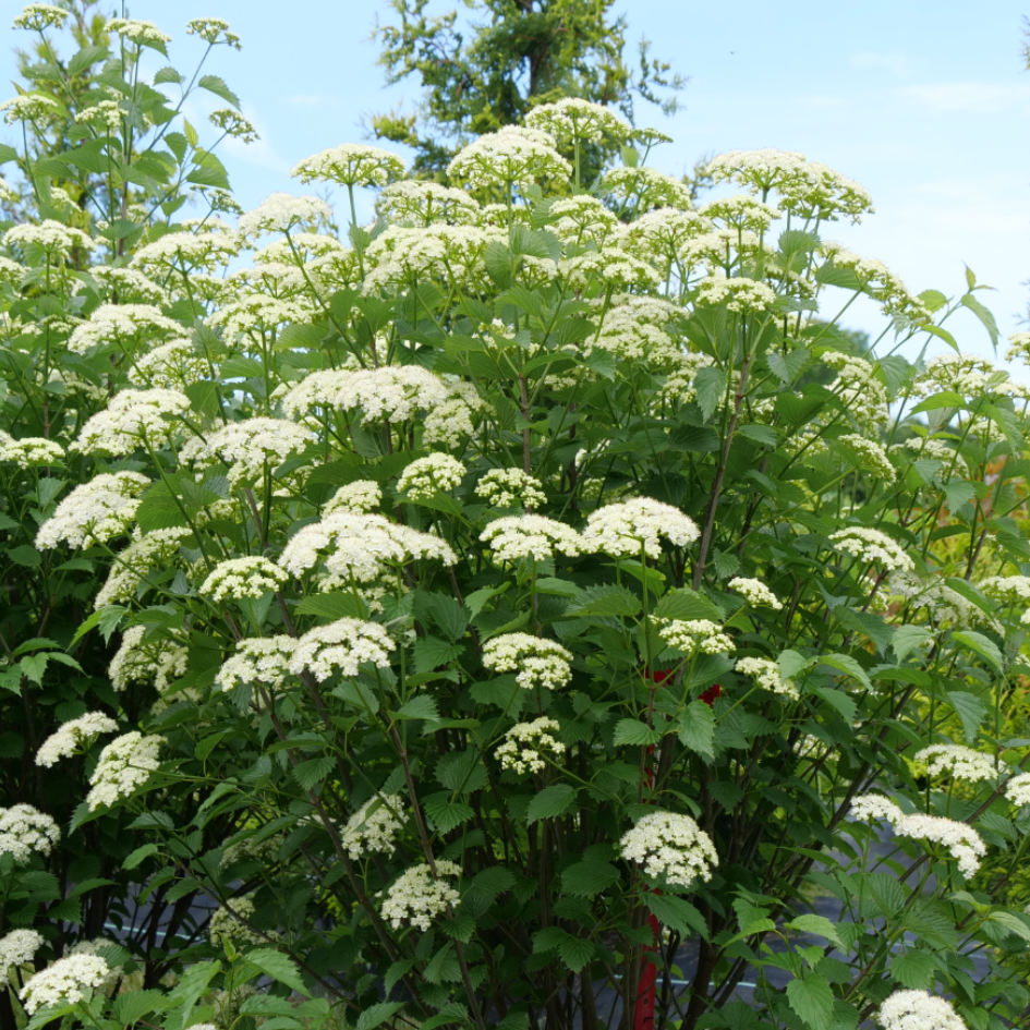 Viburnum Dentatum 'blue Muffin' - View 8 from www redcrocus com