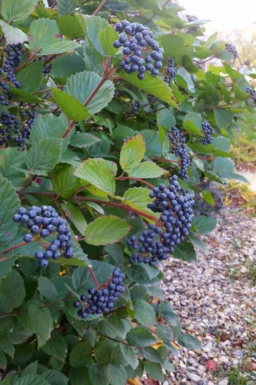 Viburnum Dentatum 'blue Muffin' - View 9 from www redcrocus com