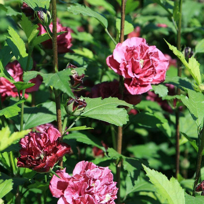 Hibiscus Syriacus 'french Cabaret' - View 10 from www redcrocus com