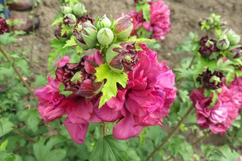 Hibiscus Syriacus 'french Cabaret' - View 12 from www redcrocus com