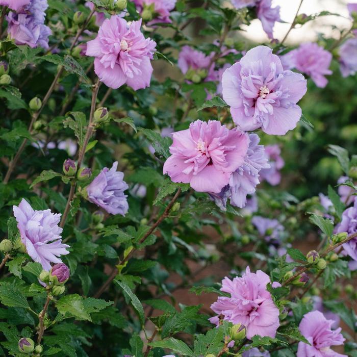 Hibiscus Syriacus 'french Cabaret' - View 13 from www redcrocus com