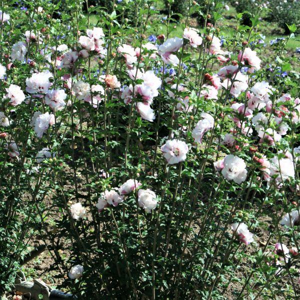 Hibiscus Syriacus 'french Cabaret' - View 14 from www redcrocus com