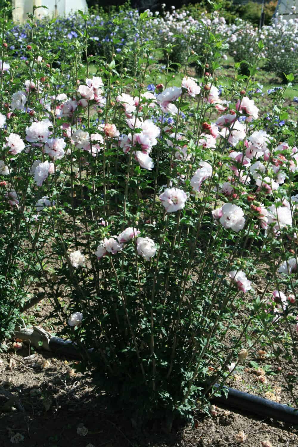 Hibiscus Syriacus 'french Cabaret' - View 16 from www redcrocus com