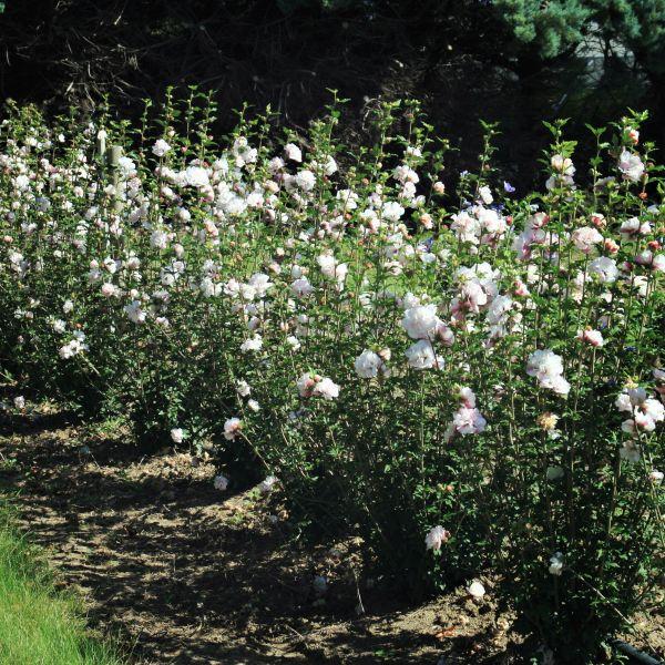 Hibiscus Syriacus 'french Cabaret' - View 19 from www redcrocus com