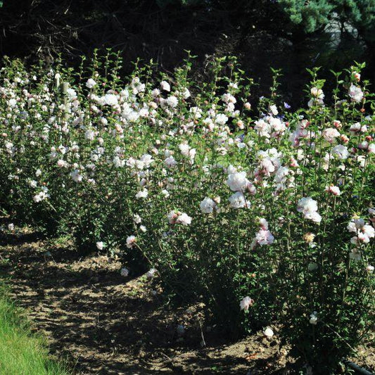Hibiscus Syriacus 'french Cabaret' - View 19 from www redcrocus com