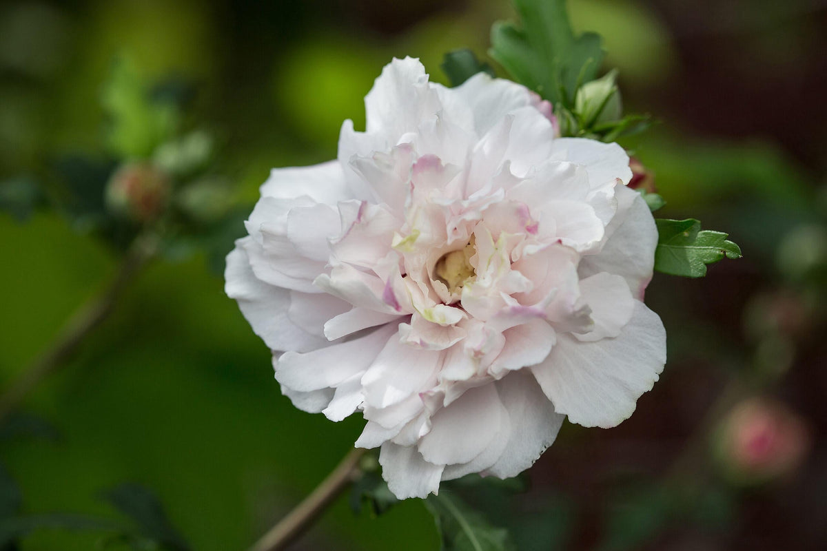 Hibiscus Syriacus 'french Cabaret' - View 1 from www redcrocus com