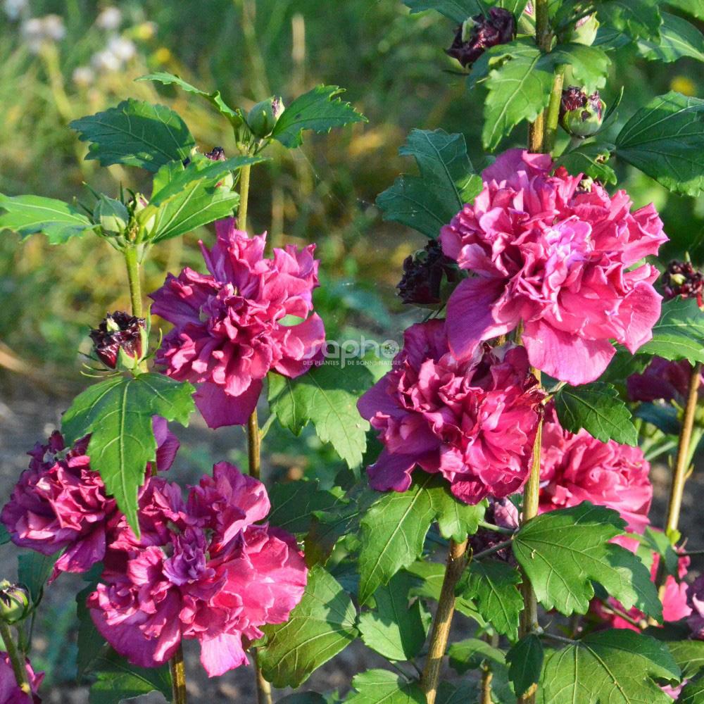 Hibiscus Syriacus 'french Cabaret' - View 20 from www redcrocus com