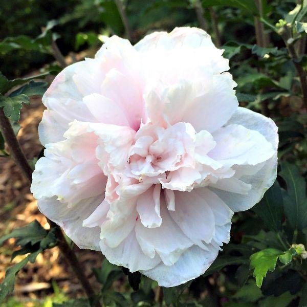 Hibiscus Syriacus 'french Cabaret' - View 21 from www redcrocus com
