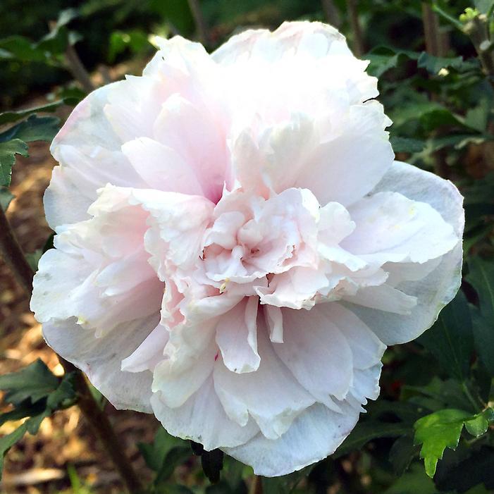 Hibiscus Syriacus 'french Cabaret' - View 24 from www redcrocus com