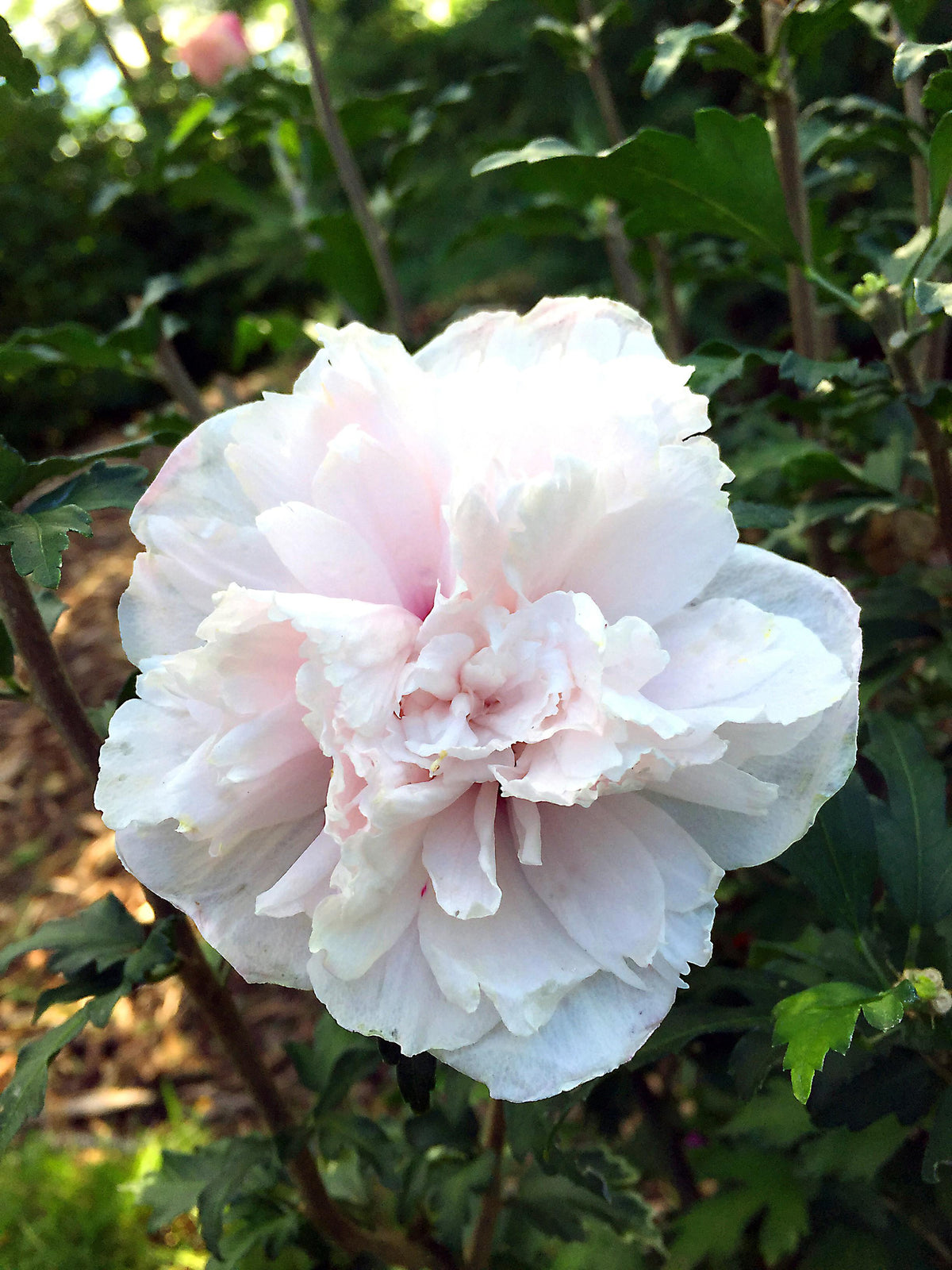 Hibiscus Syriacus 'french Cabaret' - View 25 from www redcrocus com