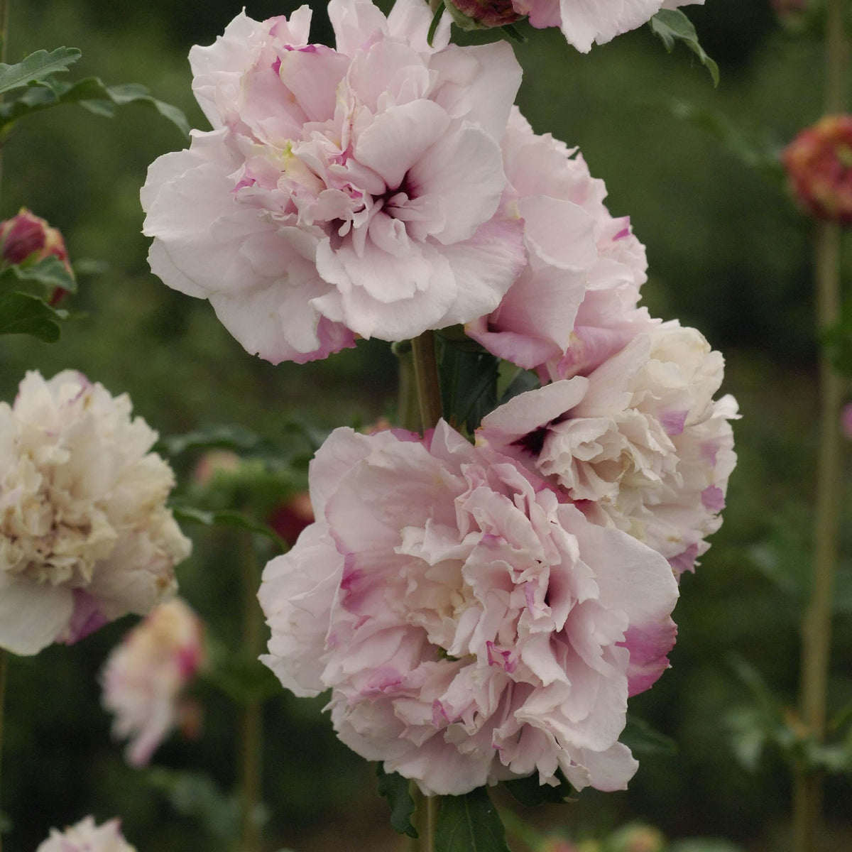 Hibiscus Syriacus 'french Cabaret' - View 27 from www redcrocus com