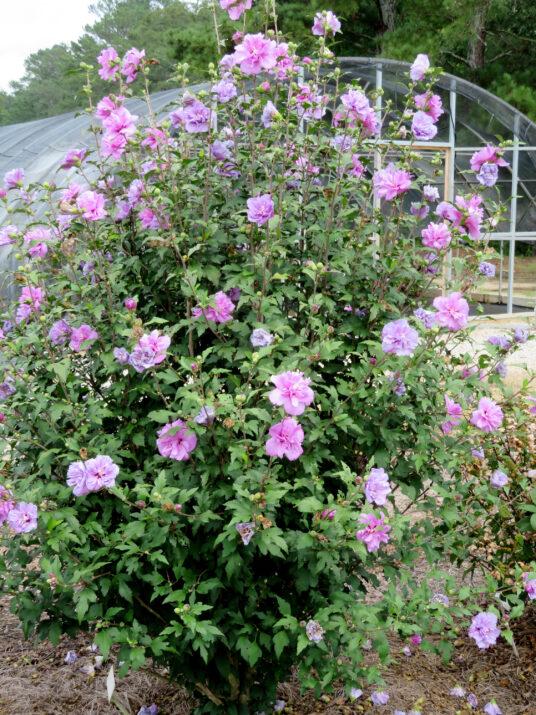 Hibiscus Syriacus 'french Cabaret' - View 28 from www redcrocus com