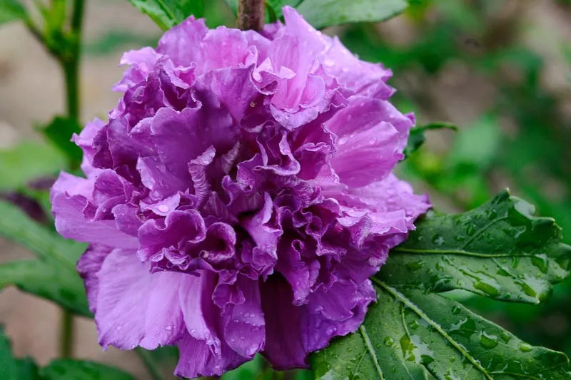Hibiscus Syriacus 'french Cabaret' - View 29 from www redcrocus com