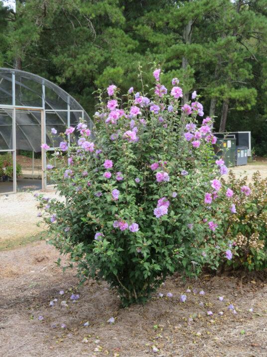 Hibiscus Syriacus 'french Cabaret' - View 2 from www redcrocus com