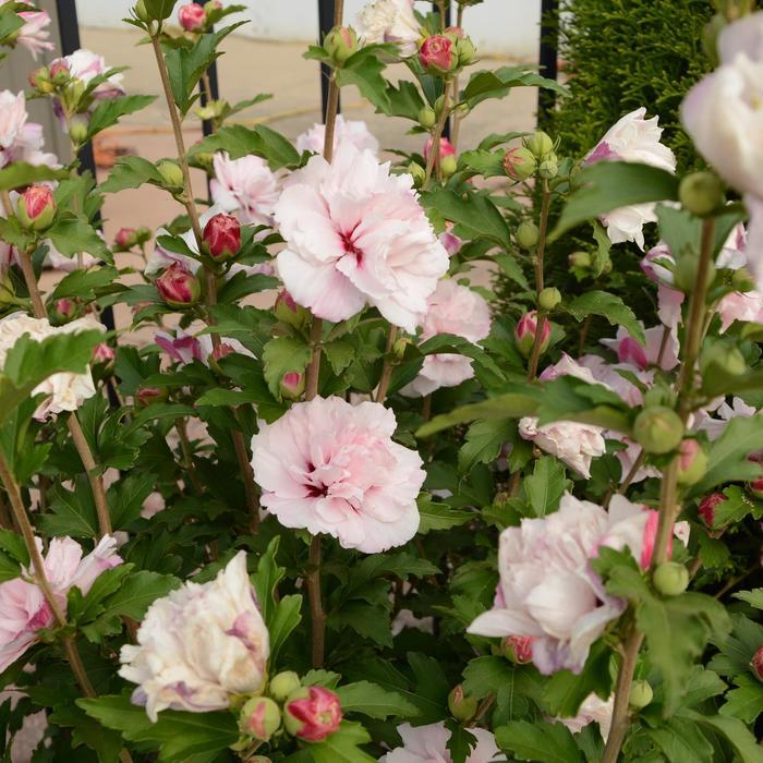Hibiscus Syriacus 'french Cabaret' - View 32 from www redcrocus com