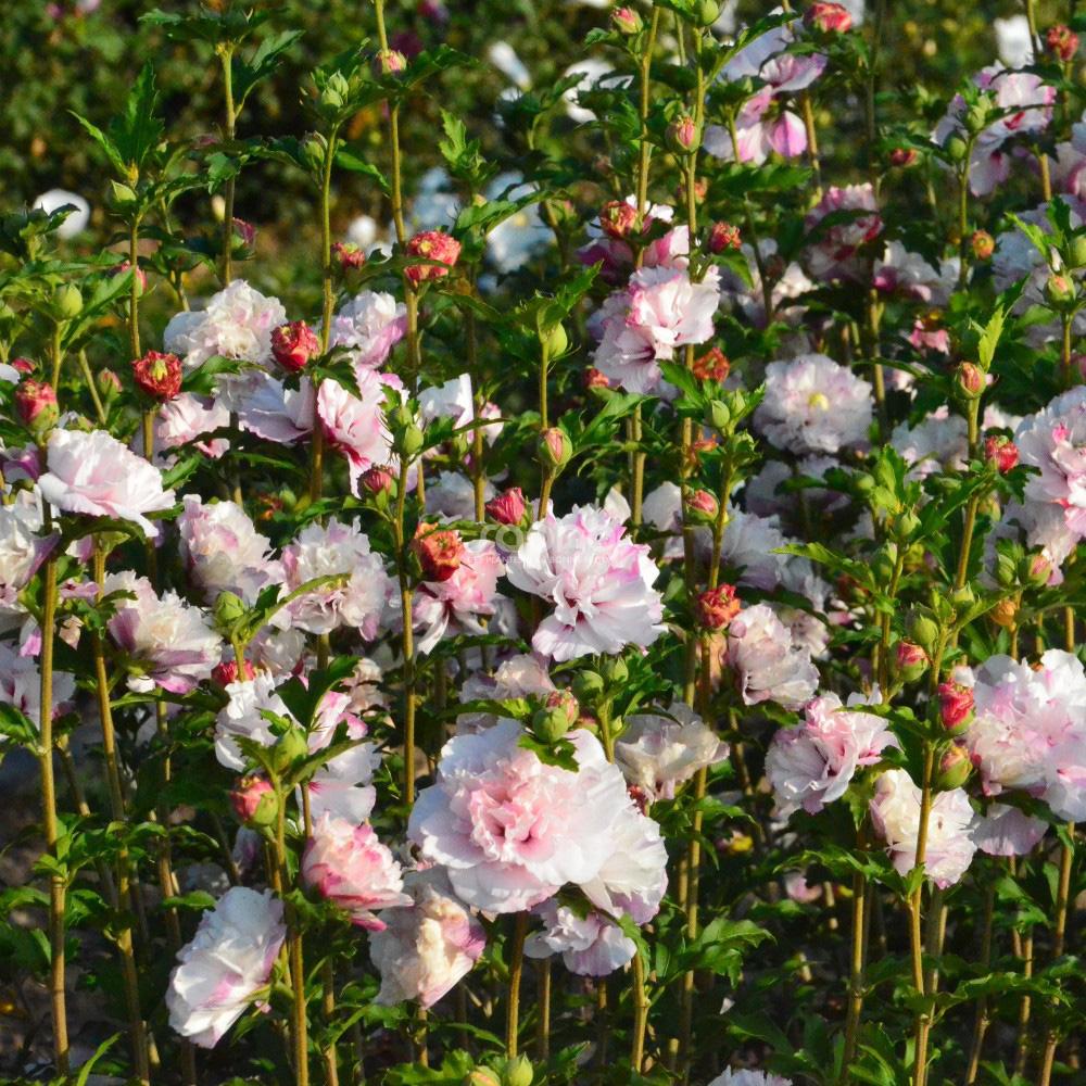 Hibiscus Syriacus 'french Cabaret' - View 37 from www redcrocus com
