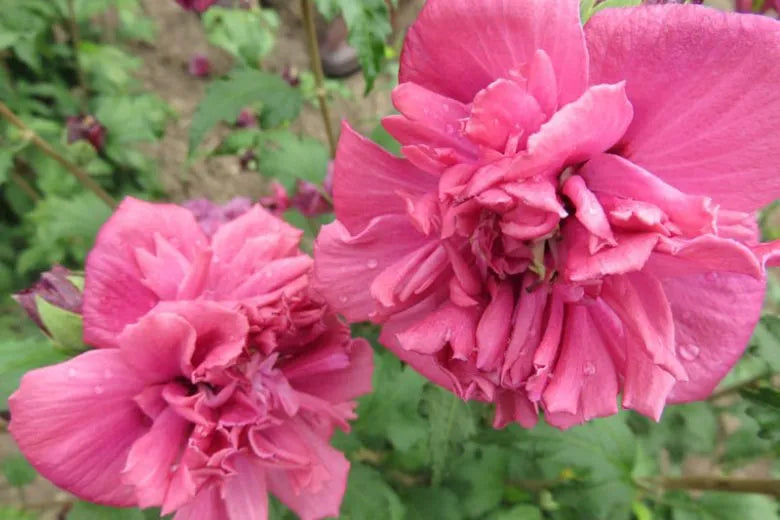 Hibiscus Syriacus 'french Cabaret' - View 3 from www redcrocus com
