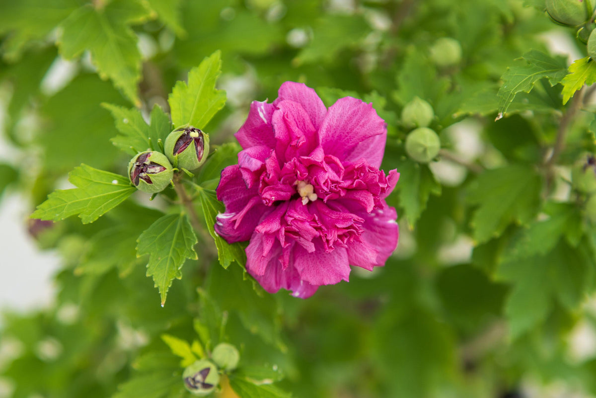 Hibiscus Syriacus 'french Cabaret' - View 5 from www redcrocus com