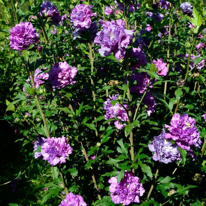 Hibiscus Syriacus 'french Cabaret' - View 6 from www redcrocus com