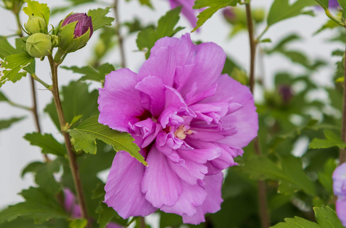 Hibiscus Syriacus 'french Cabaret' - View 8 from www redcrocus com
