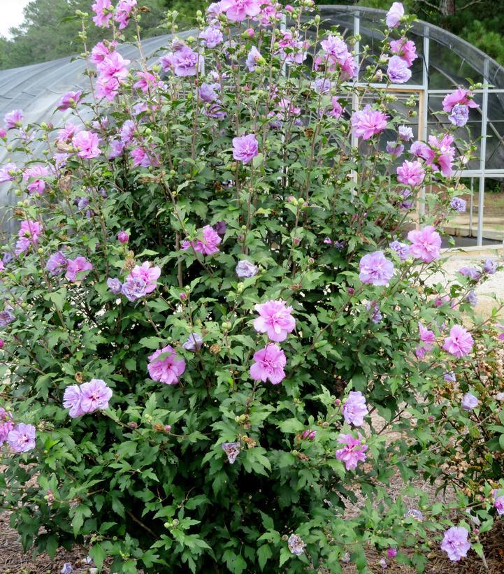 Hibiscus Syriacus 'french Cabaret' - View 9 from www redcrocus com