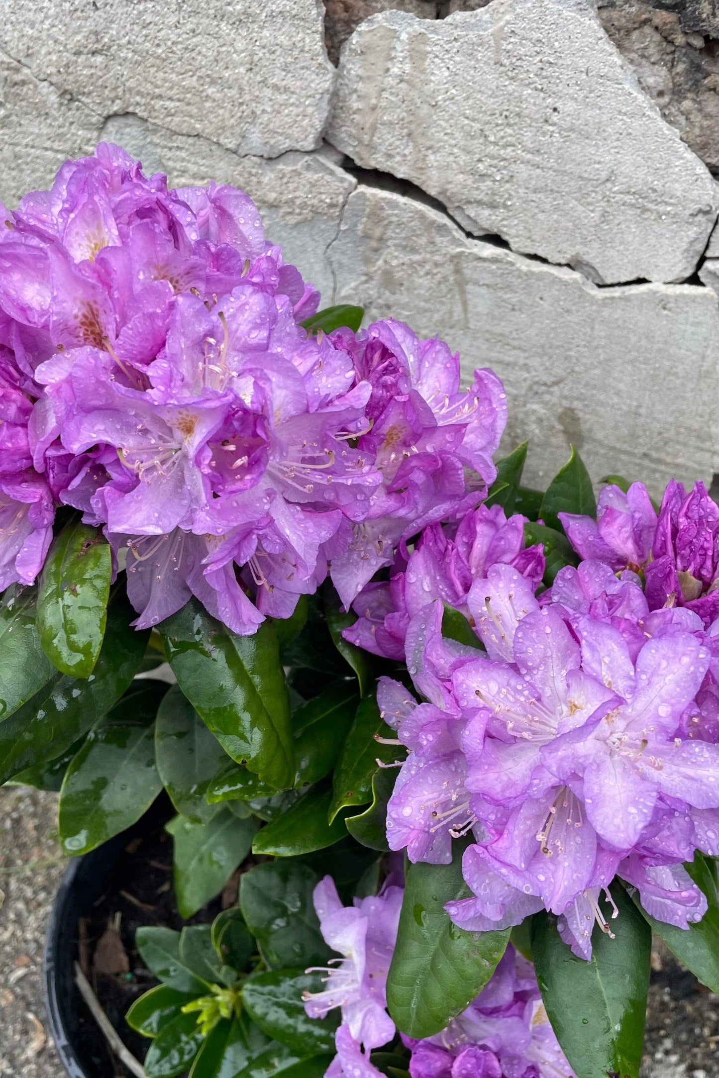 Rhododendron Minnetonka - View 4 from www redcrocus com