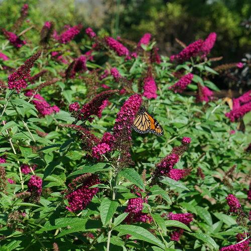 Buddleia Davidii Miss Molly - View 10 from www redcrocus com