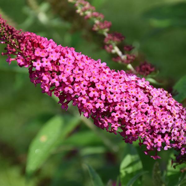 Buddleia Davidii Miss Molly - View 12 from www redcrocus com