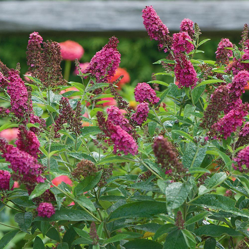 Buddleia Davidii Miss Molly - View 13 from www redcrocus com
