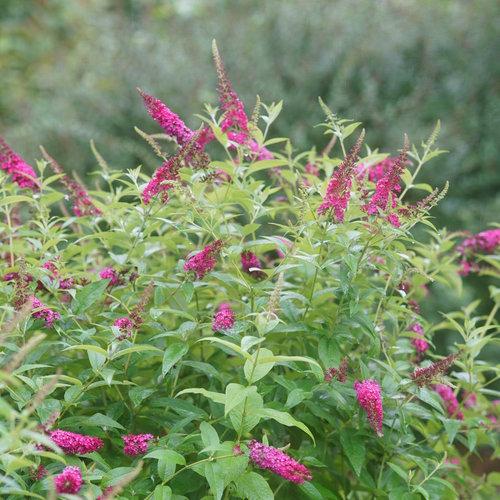 Buddleia Davidii Miss Molly - View 14 from www redcrocus com