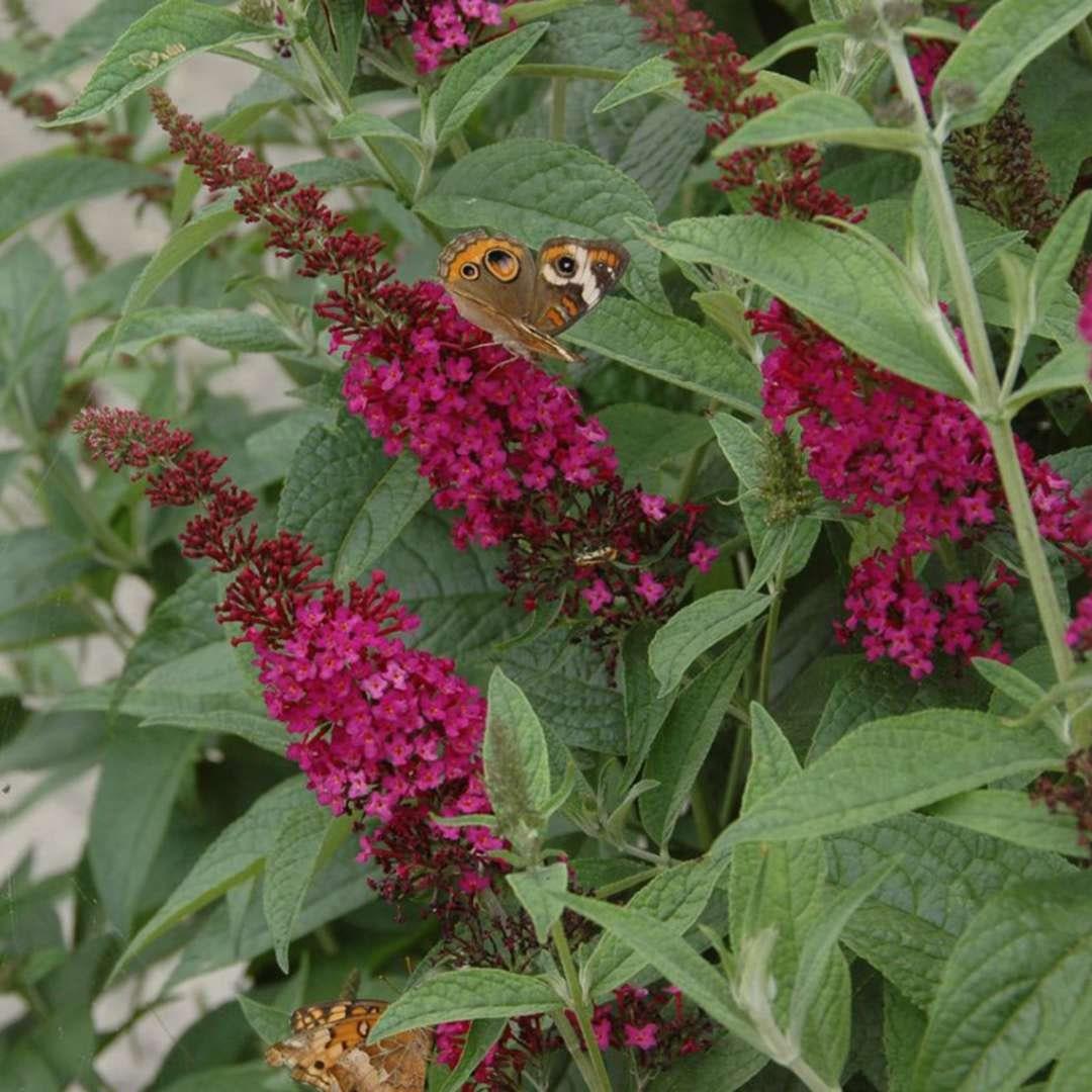 Buddleia Davidii Miss Molly - View 17 from www redcrocus com