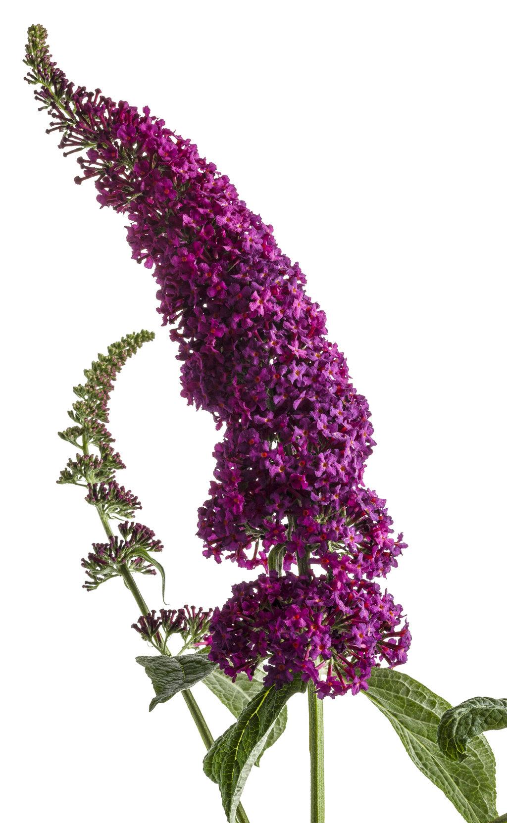 Buddleia Davidii Miss Molly - View 18 from www redcrocus com