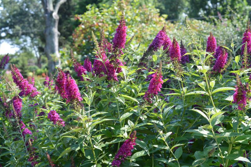 Buddleia Davidii Miss Molly - View 3 from www redcrocus com